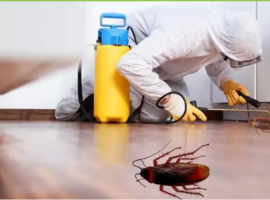 Bed Bugs Service in Pune